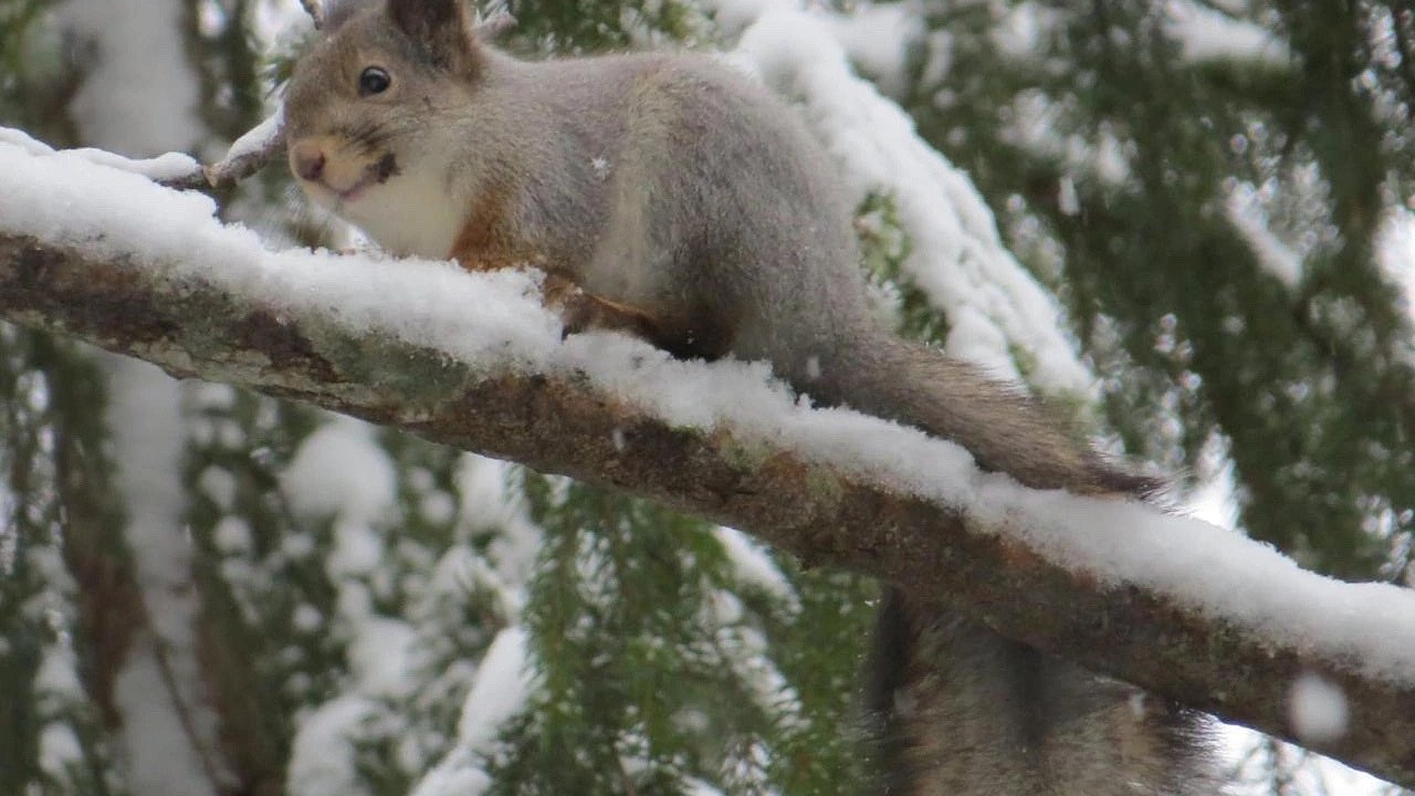 Главная картинка новости: В Ковровском районе крупным планом засняли белку