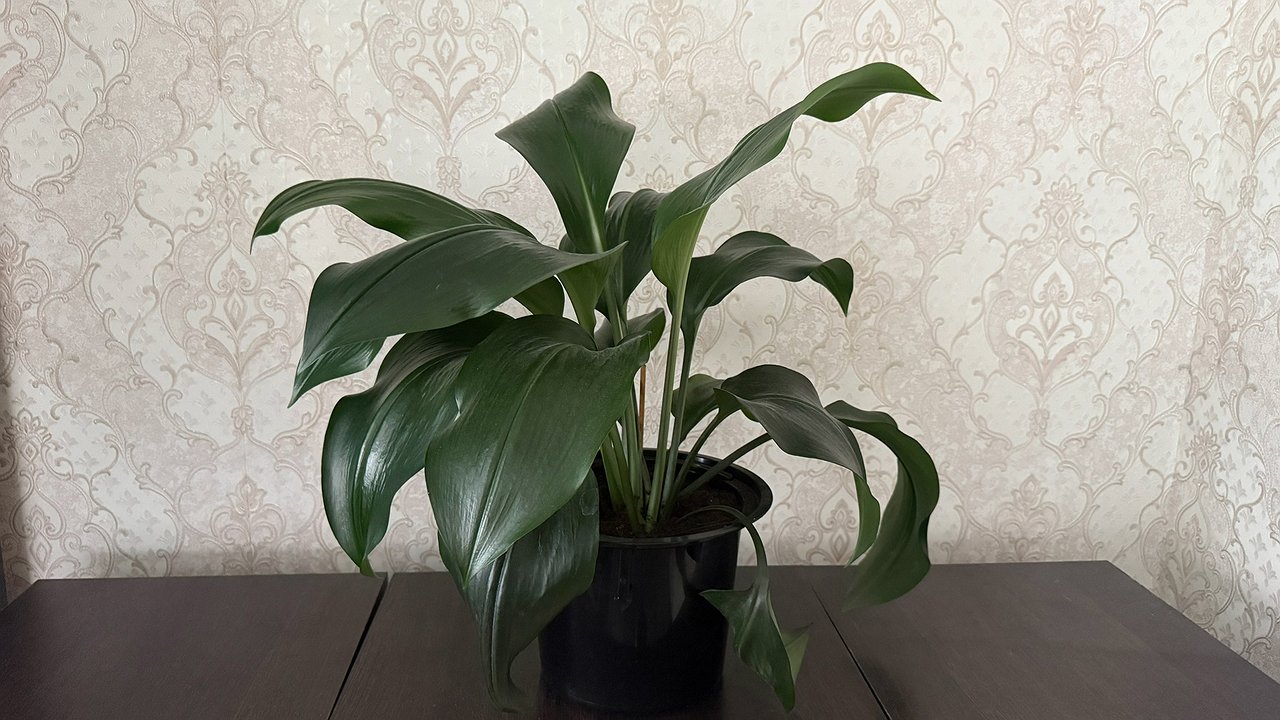 Главная картинка новости: Всего 2 ампулы в горшок – и спатифиллум прекраснее невесты: бутонов как капель в дожде, листва вечнозеленая