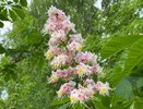 Растут практически без ухода – многолетний цветник для ленивых: идеальное решение для сада