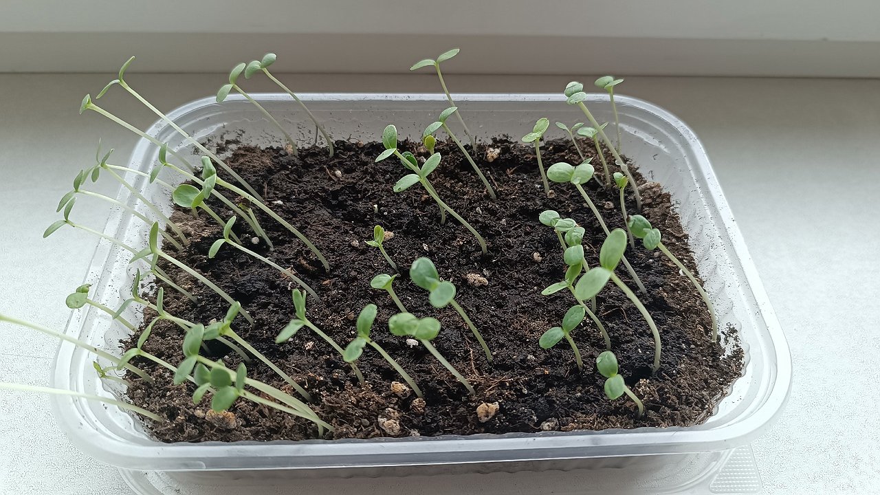 Главная картинка новости: Всего 1 таблетка в воду и поливаем — любая рассада попрёт щёткой: вытянутые сеянцы в прошлом — фитолампа не нужна