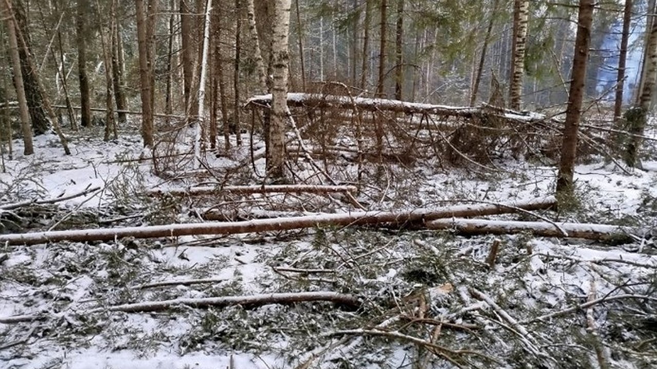 Главная картинка новости: В Гороховецком районе зафиксированы нарушения при заготовке древесины