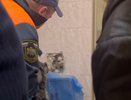 В Коврове спасатели помогли выбраться кошке из вентиляционной шахты многоэтажки