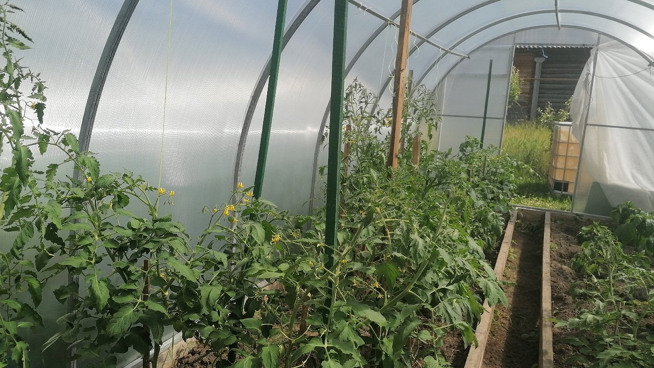 Главная картинка новости: Посадила рядом с огурцами — паутинный клещ сбежал навеки: не цветок, а главный страж урожая