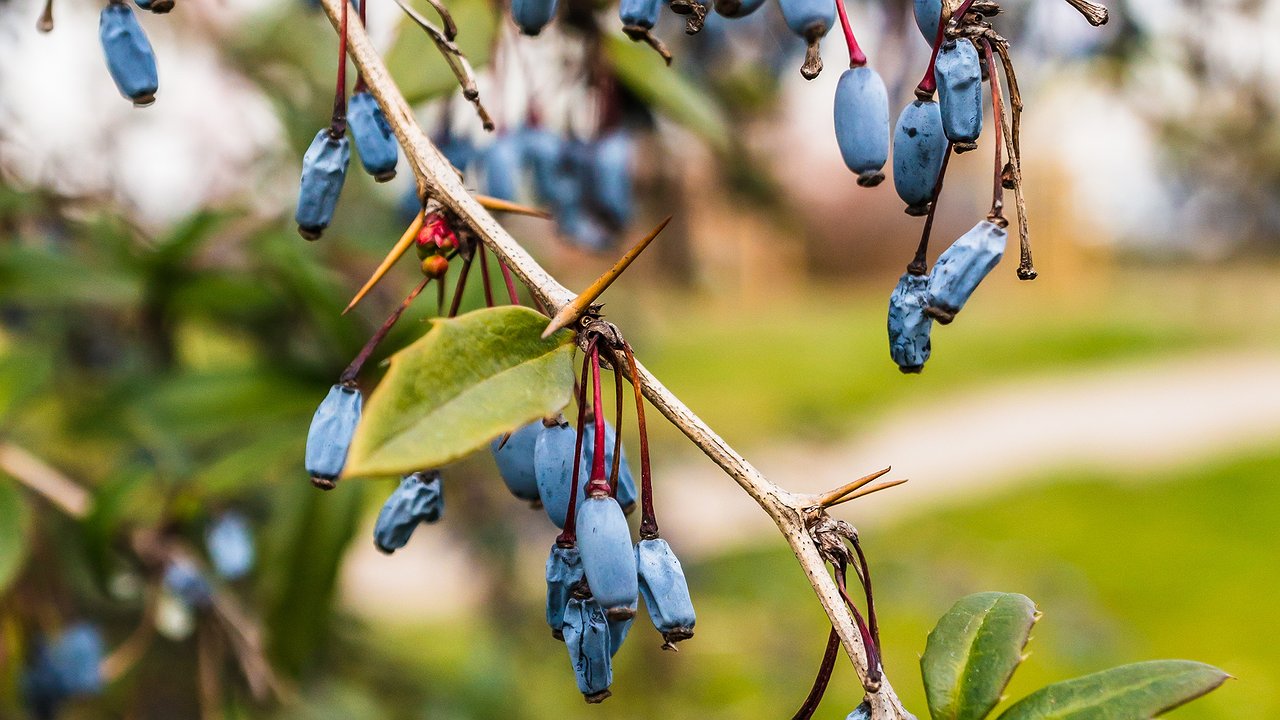 Главная картинка новости: До набухания почек — необходимо: насыпьте вокруг жимолости 3 пригоршни порошка — ягоды придётся собирать вёдрами