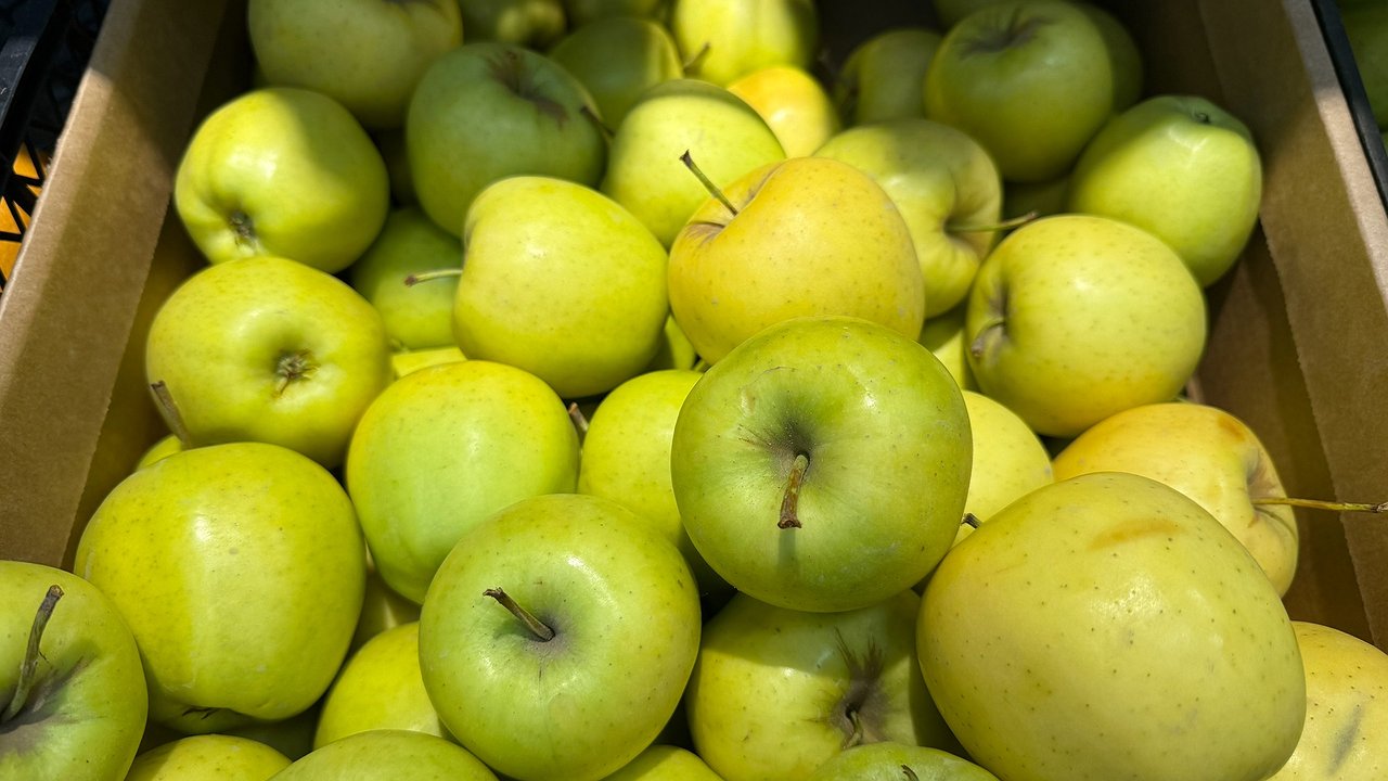 Главная картинка новости: Намочила тряпку — и на яблоню: этот ловчий пояс устранит всех муравьев в округе — плодовое дерево окажется в полной безопасности