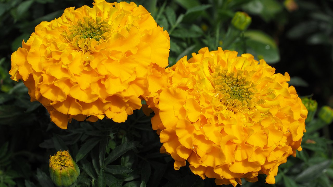 Главная картинка новости: Бархатцы не сажаю: вот что надо под яблоней – 3 невысоких кустика и муравьи с тлей все лето обходят дерево за версту