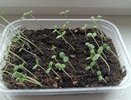 1 ложка на 1 литр — и рассада станет крепче баобаба: сильная и коренастая – все обзавидуются
