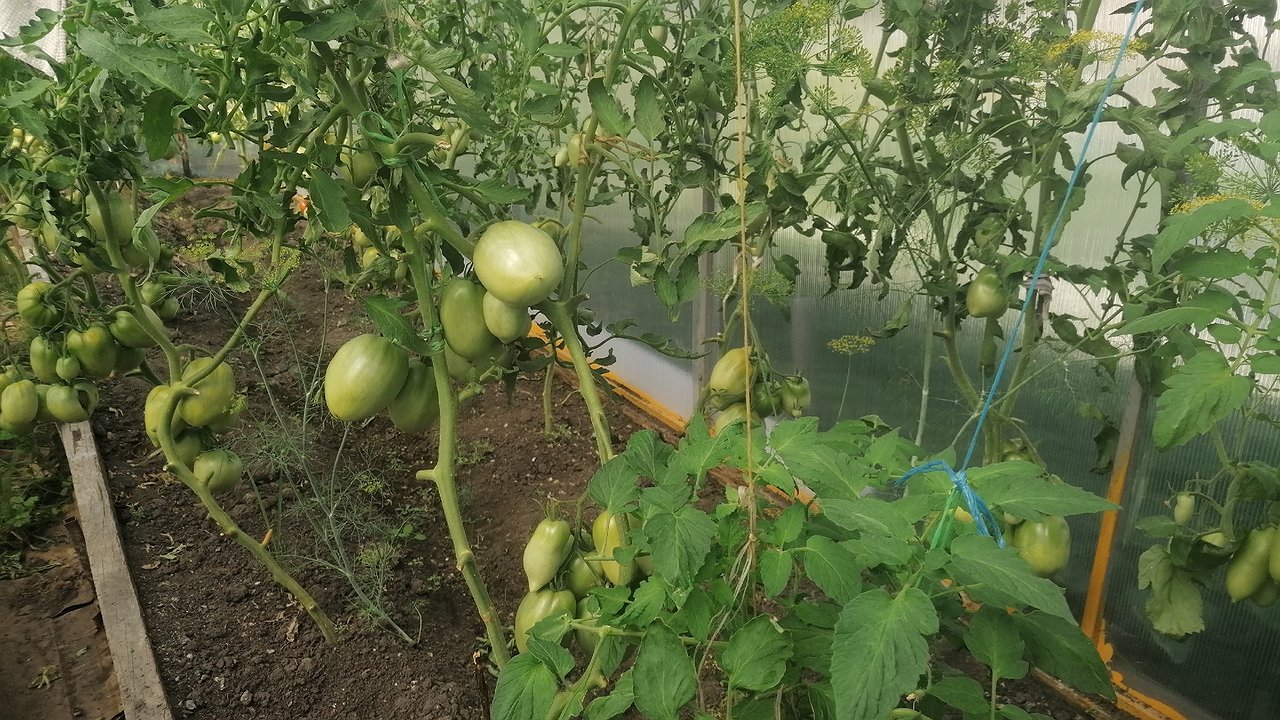 Главная картинка новости: Поливаем рассаду томатов после пикировки — стебли толщиной с палец: мощная подкормка без химии