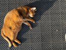 Даже не вздумайте травить этим кошек: в Роскачестве назвали самые худшие бренды корма для животных