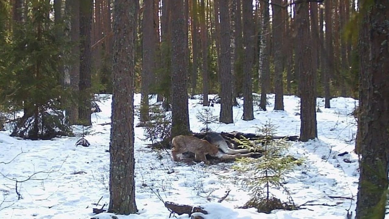 Главная картинка новости: Во Владимирской области засняли редкую рысь за трапезой