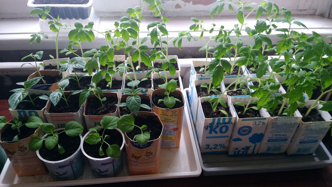 Главная картинка новости: 1 капля в воду — и рассада томатов толстеет на глазах, а корни будут как у дуба: копеечная подкормка