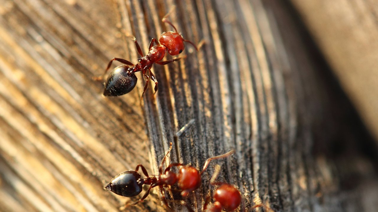 Главная картинка новости: 1 пакетик на ведро воды — муравьи мрут «пачками»: мощное средство для борьбы с насекомыми за копейки