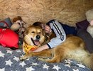 Суздальские школьники порадовали питомцев приюта для животных добрыми делами