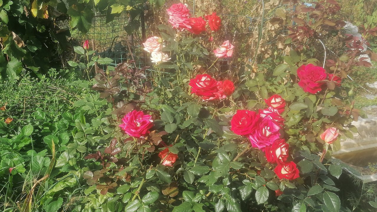 Главная картинка новости: Делайте это после открытия кустов роз обязательно: 3 главных совета от биолога — цветы попрут как на дрожжах