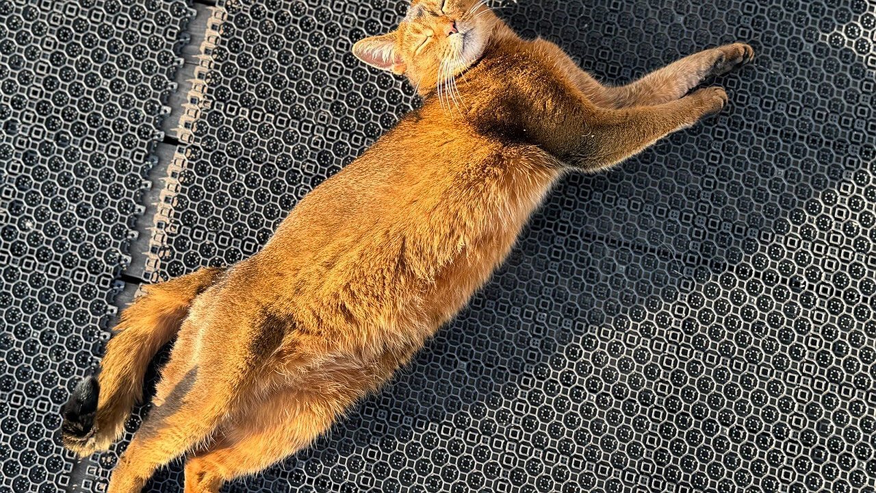 Главная картинка новости: Не успеют даже постареть: 5 популярных пород кошек, которые редко живут дольше 6 лет