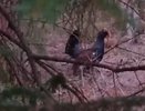 В лесах Владимирской области началось токование глухарей