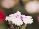 Сажаем этот многолетник — радуемся островкам красоты и благоухания: аромат стоит на километры в округе