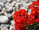 1 стакан на литр – льем под корень: герань станет пышнее сахарной ваты – эта крупа настоящая кладезь микроэлементов