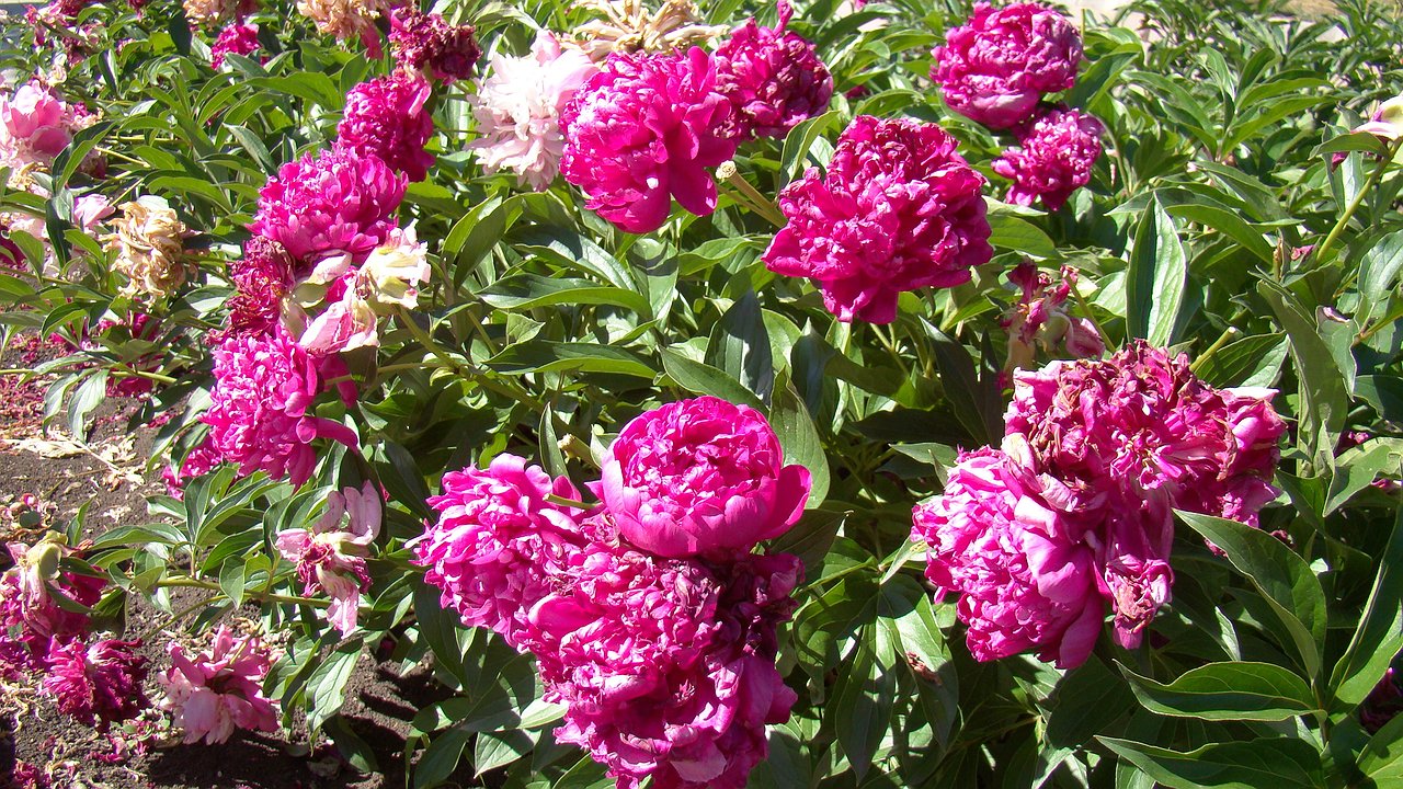 Главная картинка новости: Льем 1 чайник под куст — и пионы заметны за тридевять земель: пышное цветение заставит соседей обзавидоваться