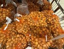 Обработайте севок перед посадкой этим способом: лук больше болеть не будет, не уйдет в стрелку и вырастет с кулак