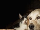 Во Владимире начался новый этап работы с бездомными животными