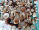 Ученые назвали самый полезный гриб: не шампиньоны и не вешенки, при этом в 2 раза лучше по пользе, чем лисички