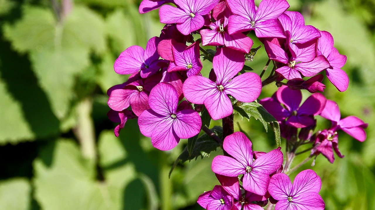 Главная картинка новости: Герани весной – первым делом: вставили по таблетке в горшок — чахлые старушки и молодые черенки будут обгонять друг друга в цветении все лето