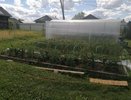 В апреле «припудрили» смородину и крыжовник — больше вредителей бояться не придётся: всего 2 компонента спасут урожай