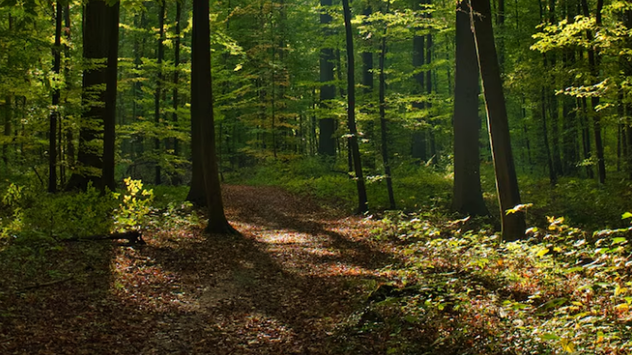 Главная картинка новости: В Киржачском районе выявили нарушения закона арендатором лесного фонда