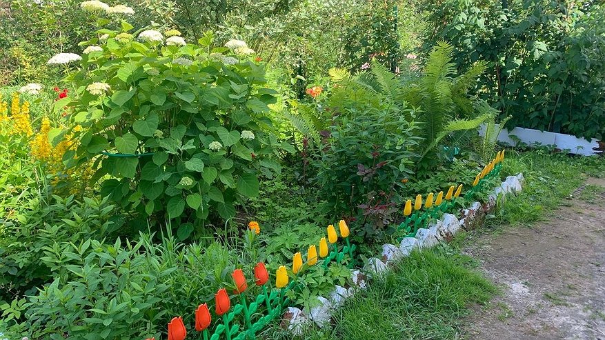 Главная картинка новости: 2 обработки — и тля полностью уничтожена: простой раствор для ленивых избавит от вредителя