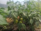 Сыпем 2 ложки в лунку - перцы будут слаще мёда и никогда не заболеют: с каждого куста по 20 кг