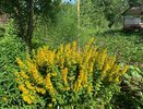 Не побелка, а позор: вот, как мажут плодовые деревья умные дачники — вредители бегут без оглядки