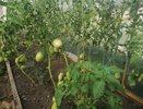1 ложка в лунку — и получаем по 20 кг томатов с куста: плоды крупные, мясистые и сладкие
