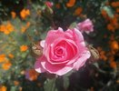 Не губите розы в апреле: 5 критических ошибок, которые допускают даже опытные садоводы