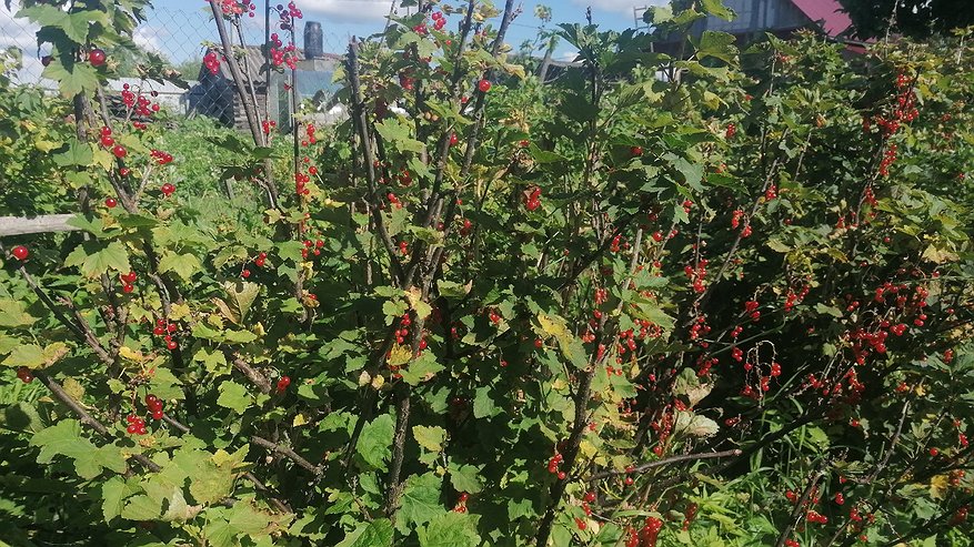 Главная картинка новости: Галловая тля больше не уродует смородину: сбрызнула куст этим отваром — вредителя как водой смыло