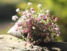 Нашла эффектный многолетник, который будет радовать цветами до осени: пышное воздушное "облако", минимум ухода