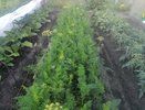 Сею морковь при помощи банки - и бед не знаю: старый дедовский способ с времен СССР