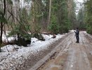 В Киржачском районе будут судить экс-чиновника за травмы женщины из-за упавшей ели