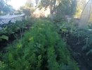 Сею морковь при помощи банки – никаких бед не знаю: старый бабушкин способ с советских времен