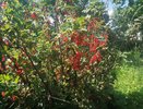 Кто пропустил обработку смородины в мае — любуется красными волдырями на листьях: галловая тля исчезнет с 1 продуктом