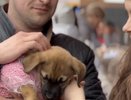 Во Владимире завершился дебютный антифестиваль бездомных собак