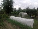 В конце апреля — обязательно: 1 раз брызнула на клубнику — долгоносик не показывается все лето