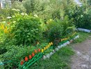 Сироп в бутылку — и муравьи сами уничтожат своё муравейник: вот, что поможет избавиться от вредителей навсегда