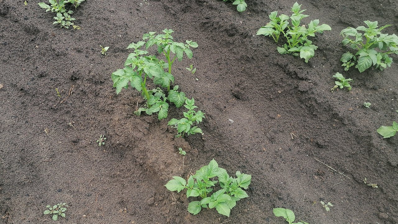 Главная картинка новости: Горсть в лунку — и картофель плодится как в последний раз: соседи локти кусают от зависти