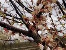 В Суздальском районе цветет один из крупнейших в области промышленный яблоневый сад