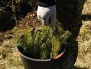 Во Владимирской области уже высажено 1500 гектаров леса из весеннего плана