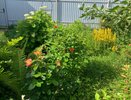 Флакон из аптеки – и муравьи заберут тлю и уйдут с участка: соседи лопнут от злости – не средство, а настоящее спасение