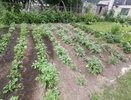 По семечку в каждую лунку — и урожайность картофеля будет бить все рекорды: корнеплодов хватит даже для соседей