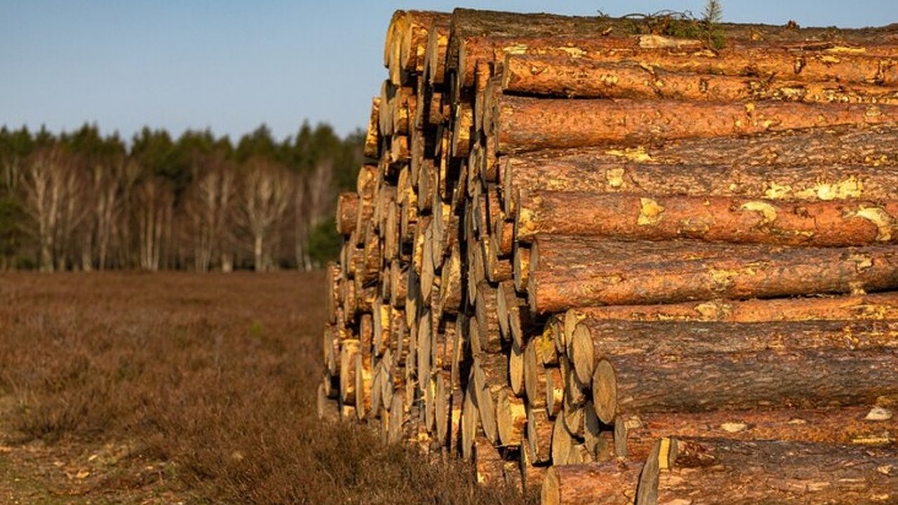 Главная картинка новости: В Александрове лесопользователя уличили в нарушении лесных обязательств