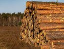 В Александрове лесопользователя уличили в нарушении лесных обязательств